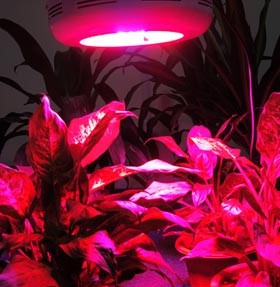 LED Growing Light