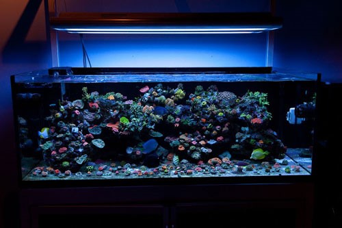 LED Aquarium